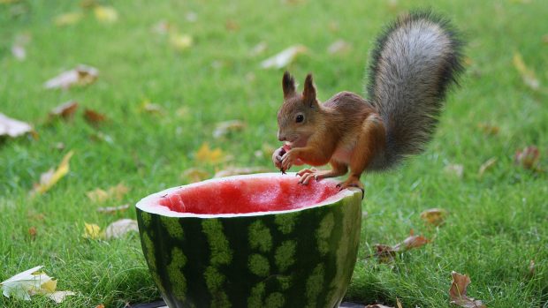 HD Watermelon Photos.