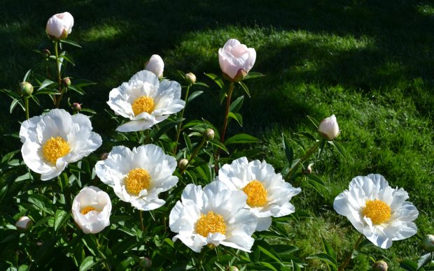 HD White Peony Photo.