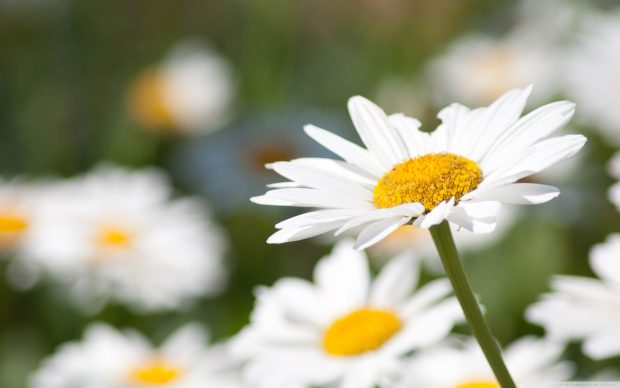 HD daisy wallpaper 2560x1600.