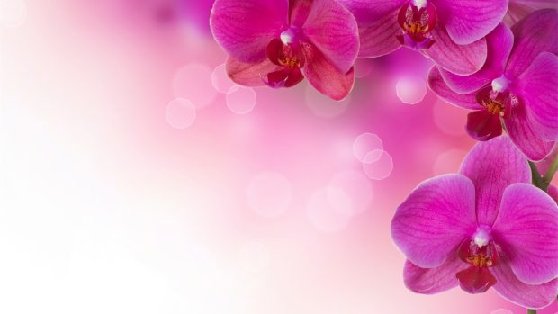 HD flowers wallpapers download.