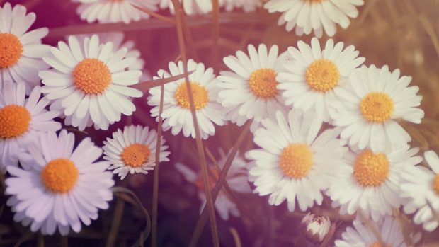 HD lovely daisy bokeh wallpaper.