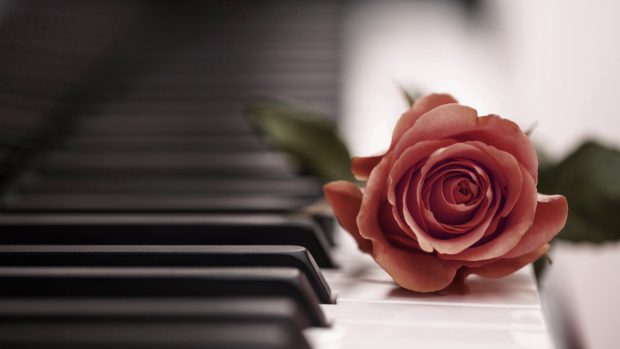 HD rose piano wallpapers.