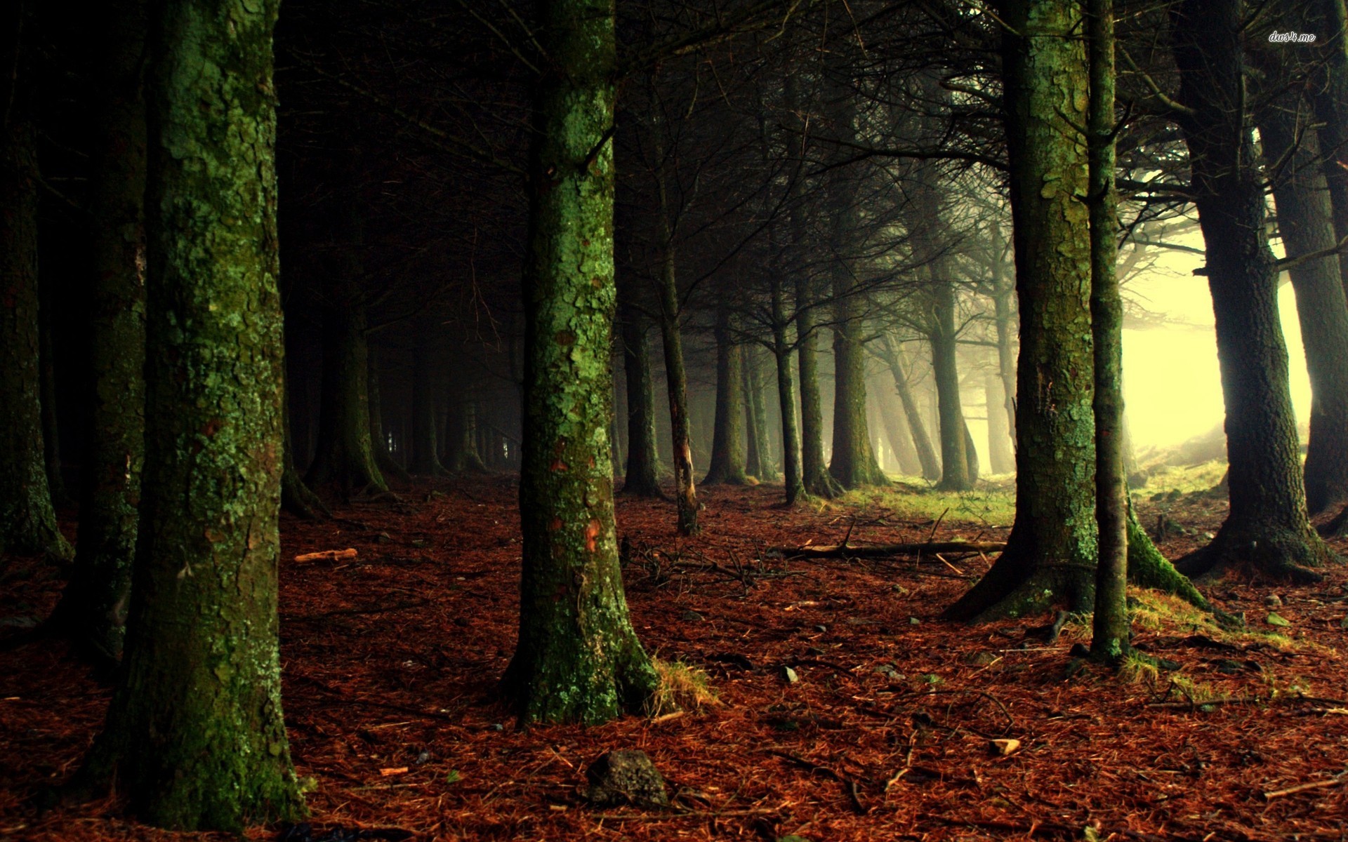 HD Dark Woods Backgrounds | PixelsTalk.Net