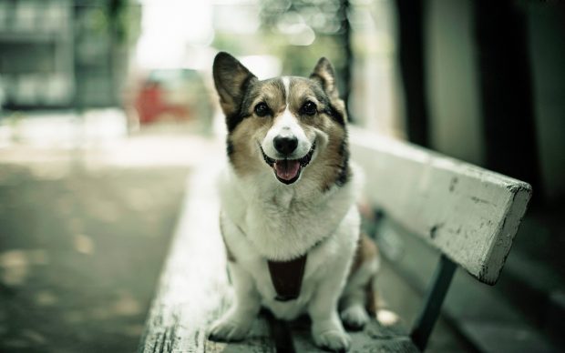 Happy dog wallpaper.