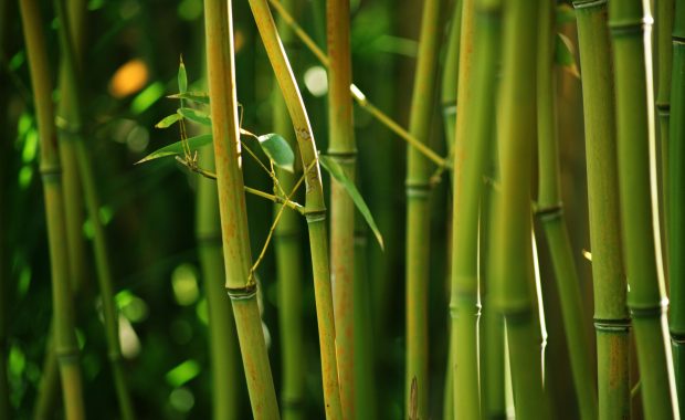 Images Bamboo Wallpaper HD.