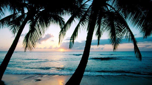 Images Beach Palm Tree Wallpapers.