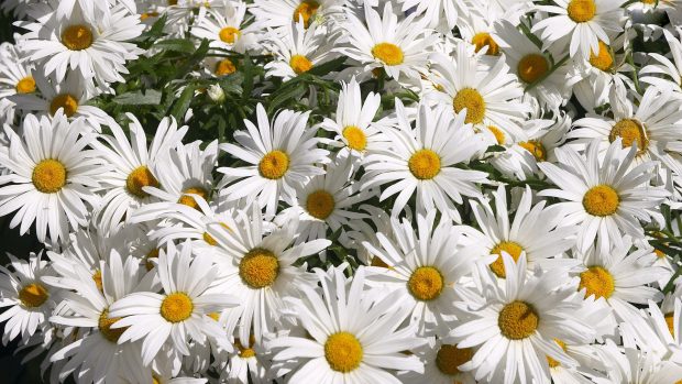 Images Desktop Daisy HD Wallpapers.