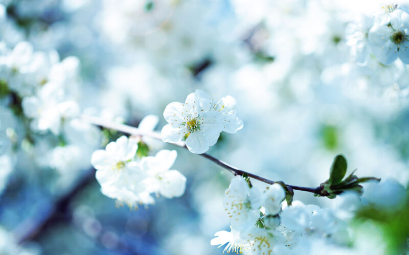 Desktop Flower HD Wallpapers - PixelsTalk