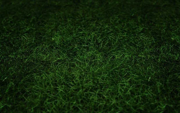 Images Desktop Grass HD Wallpapers.