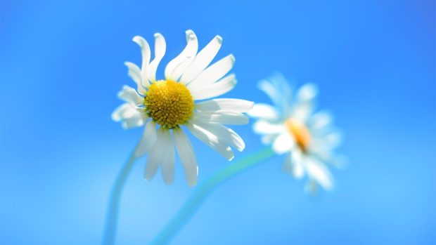 Images Download Daisy Wallpapers HD.