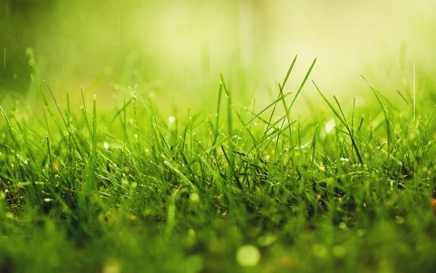 Images Download Grass Backgrounds.