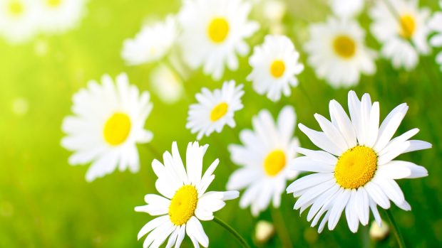 Images Download HD Daisy Wallpapers.