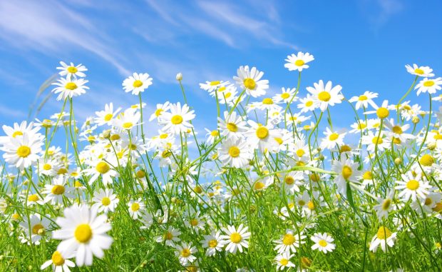 Images Free Daisy Backgrounds.