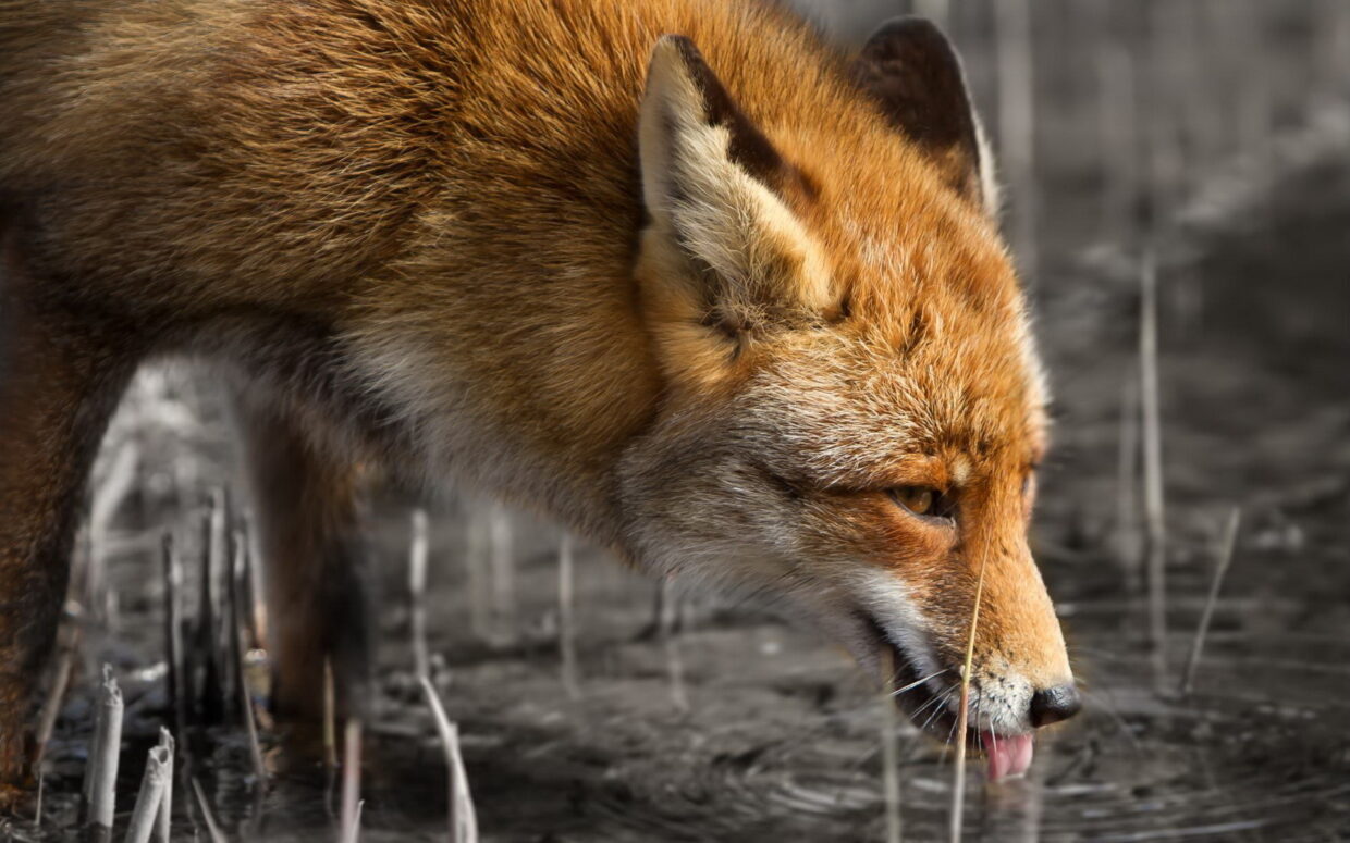 Fox Backgrounds - PixelsTalk