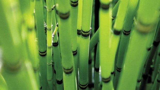 Images HD Bamboo Wallpapers.