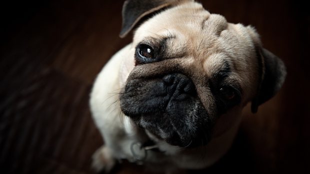 Images HD Pug Wallpapers.