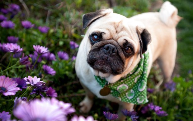 Images Pug Wallpapers HD.