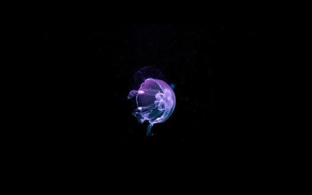 Jellyfish Background Download Free.