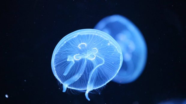 Jellyfish Background HD.