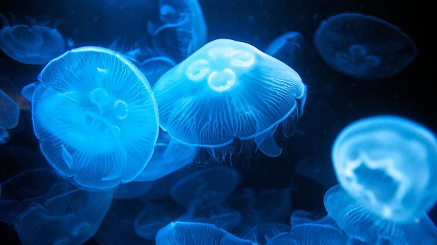 Jellyfish Backgrounds HD.