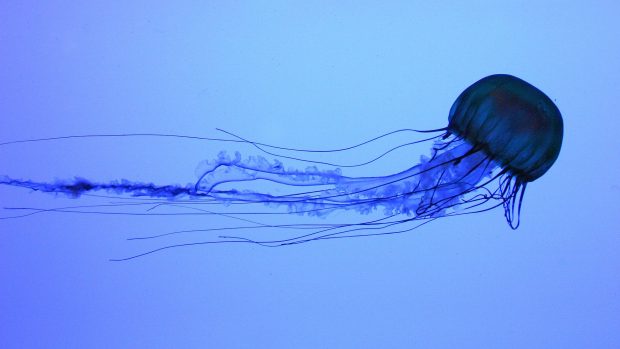 Jellyfish Desktop Wallpapers.