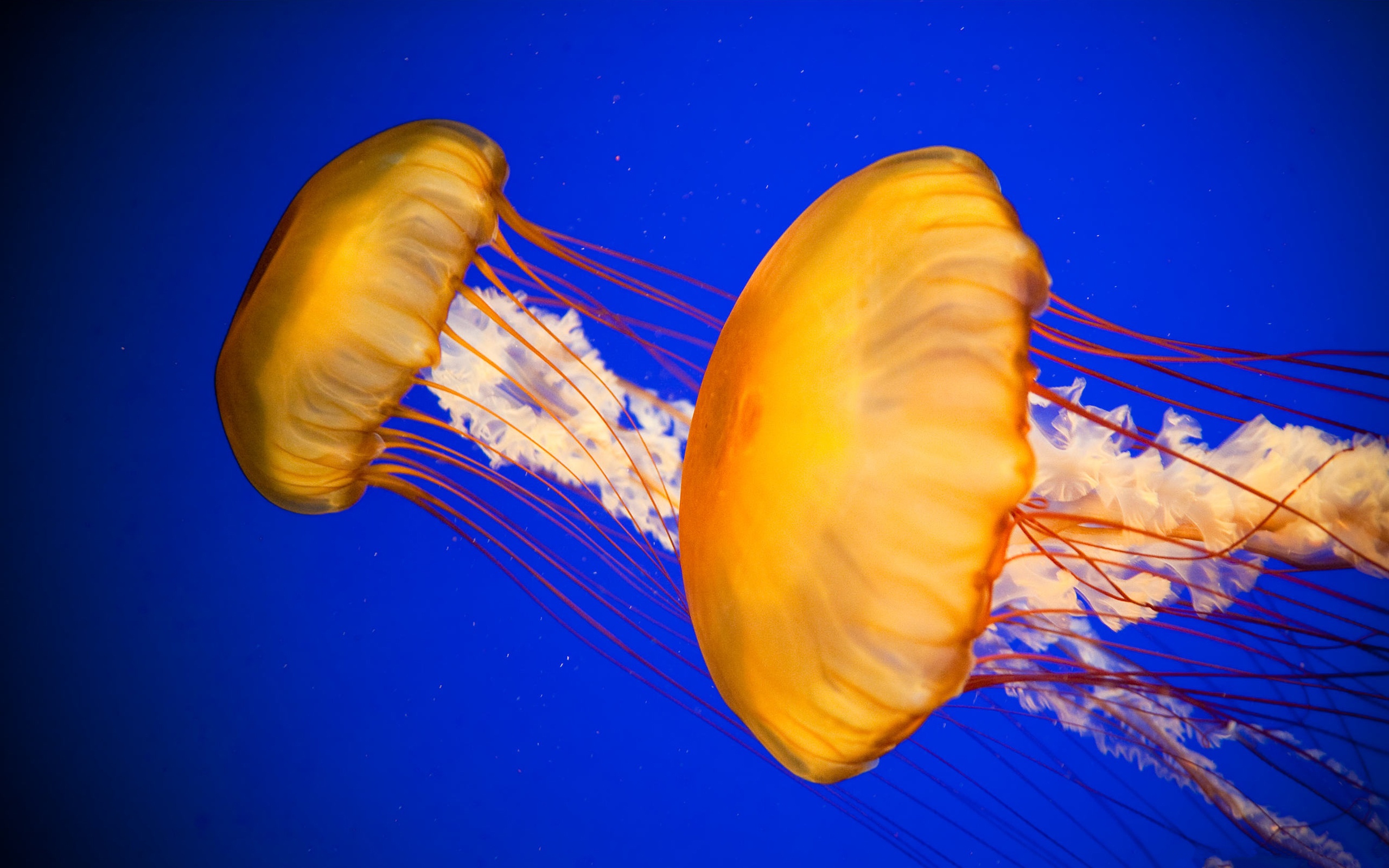 природа животные медузы загрузить