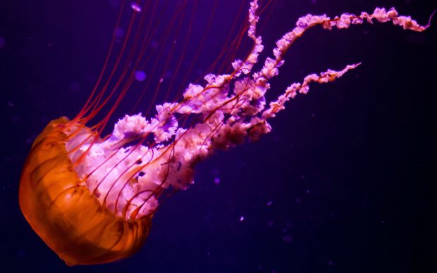 Jellyfish Image.