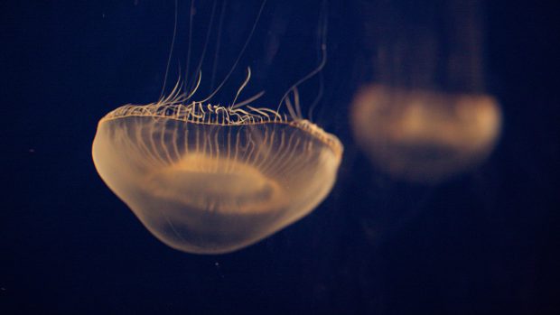 Jellyfish Image Download Free.