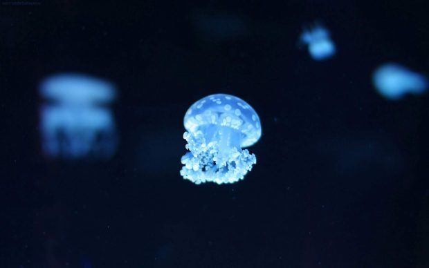Jellyfish Image Free Download.