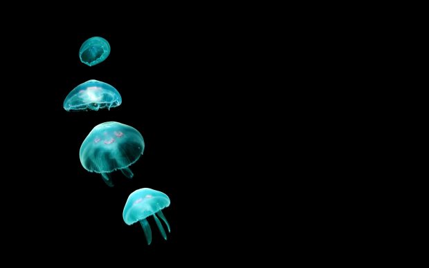 Jellyfish Image HD.