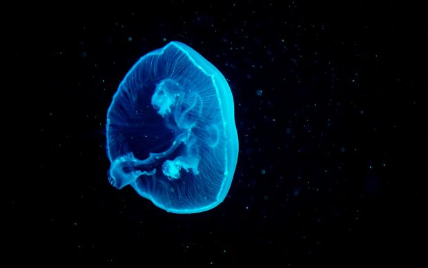 Jellyfish Photo Download Free.