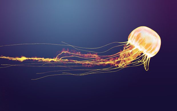 Jellyfish Wallpapers.