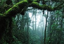Jungle HD Image.