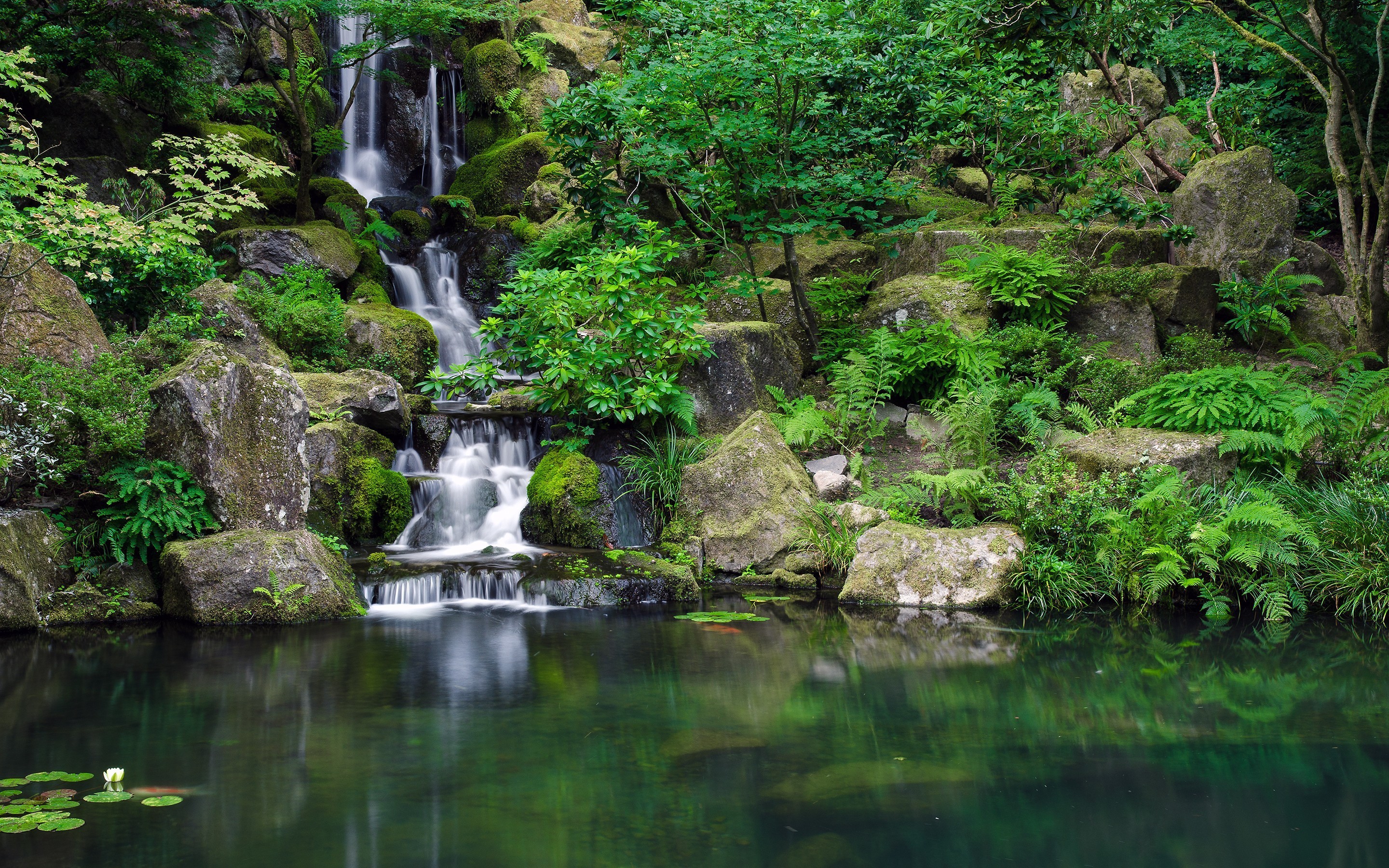 Download Jungle HD Backgrounds Free PixelsTalk Net Download Jungle HD Backgrounds Free PixelsTalk Net