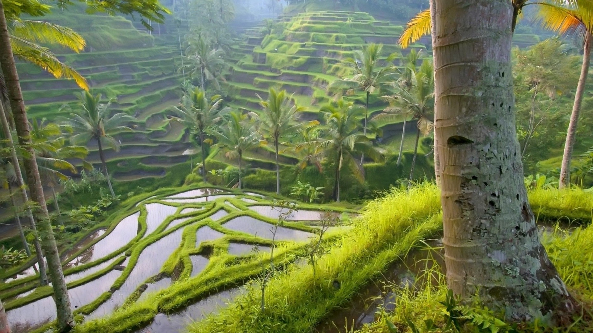 Terraced Rice Paddies, Ubud Area, Bali, Indonesia без смс
