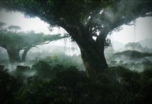 Jungle Wallpaper HD Background.