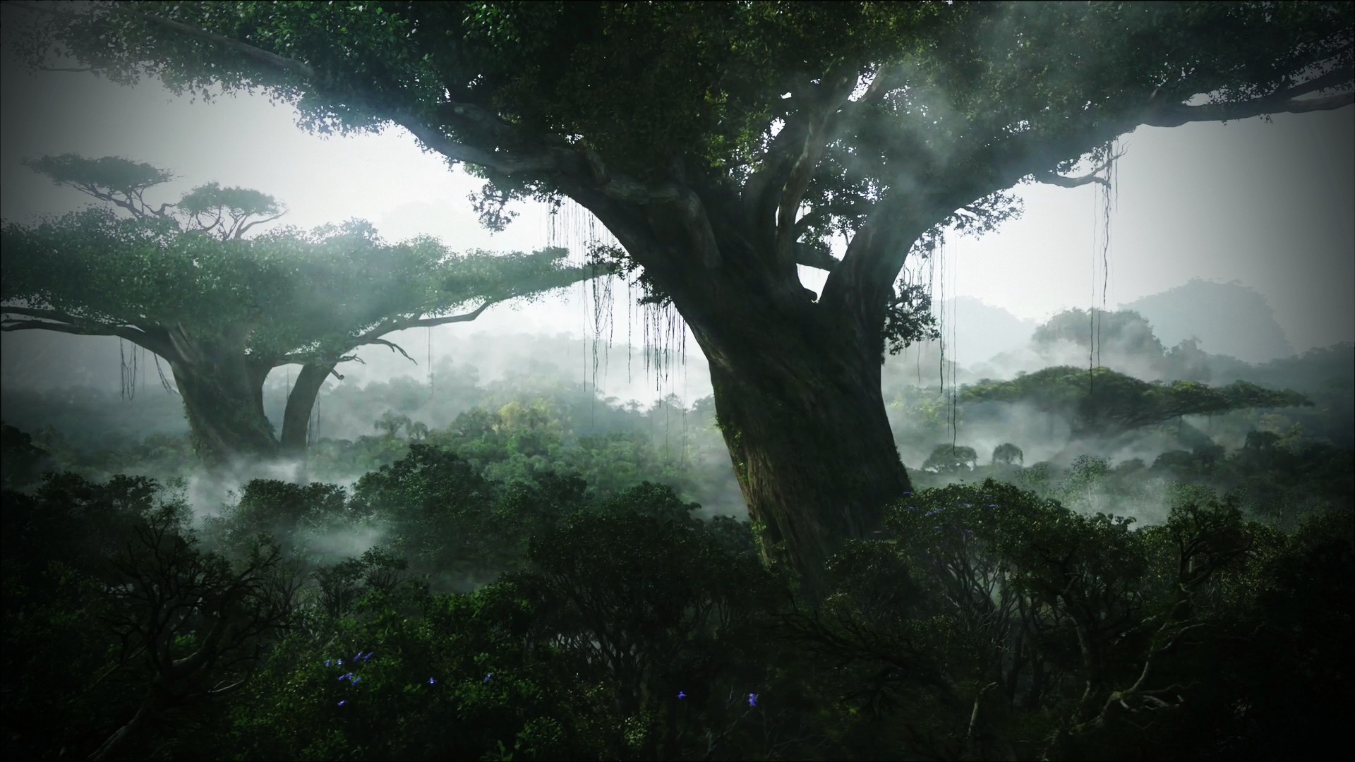 HD Jungle Desktop Backgrounds 