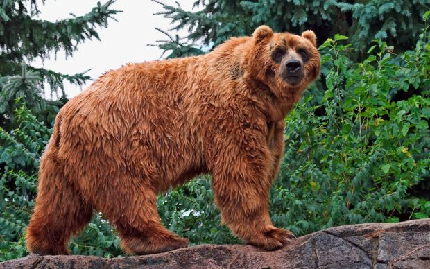 Kodiak Bear Wallpaper HD.