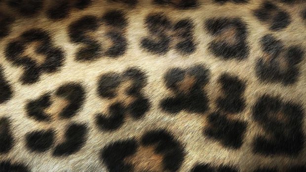 Leopard Print Wallpapers HD Free Download.