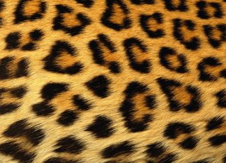 Leopard print wallpaper 1920x1080.