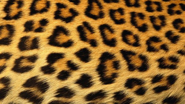 Leopard print wallpaper 1920x1080.