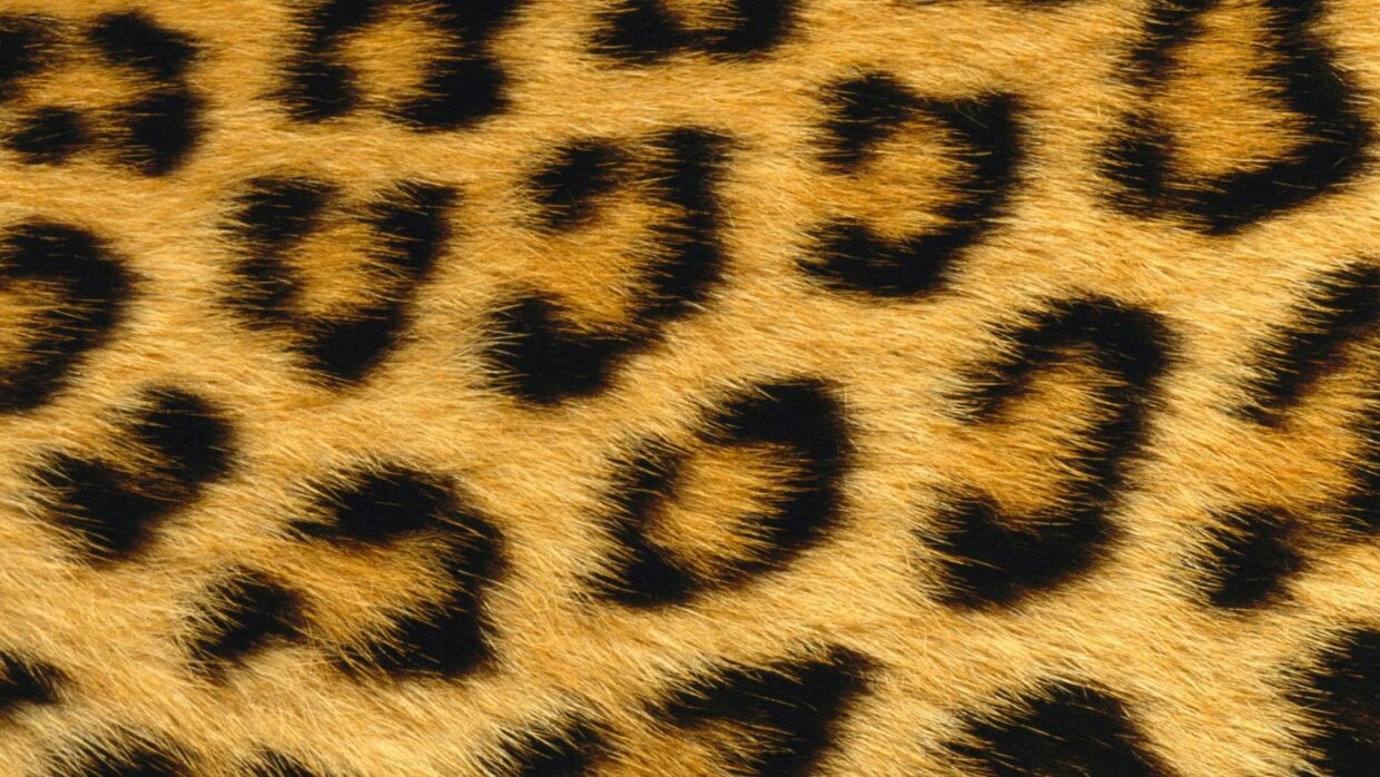Leopard Print Wallpapers HD - PixelsTalk