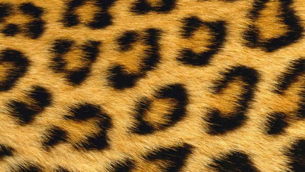 Leopard wallpaper mac cheetah.