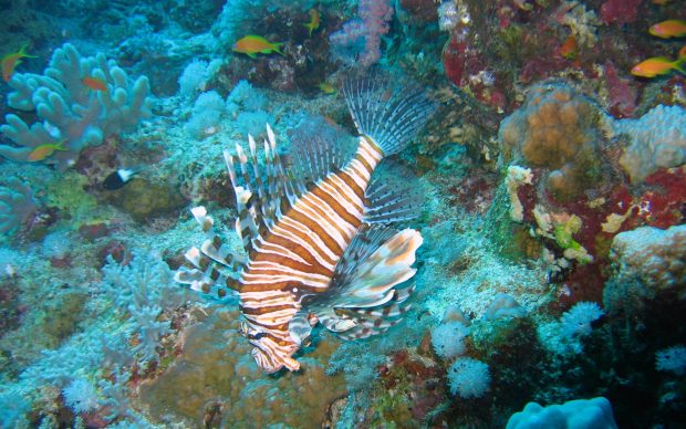 Lion fish underwater ocean wallpaper 1920x1200.