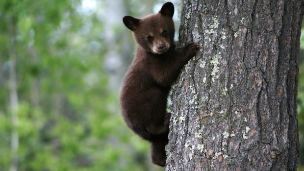 Little brown Bear wallpaper.