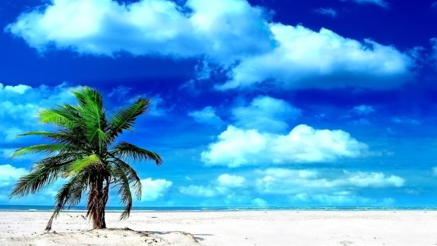 Lonely palm Beach Palm Tree Wallpapers.
