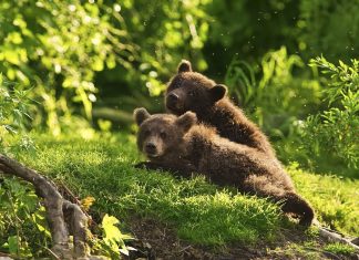 Lovely Brown bears wallpaper.