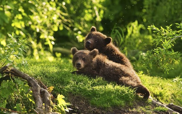 Lovely Brown bears wallpaper.