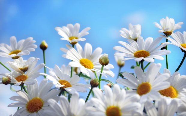 Lovely Daisy Flowers Wallpapers Free Download.
