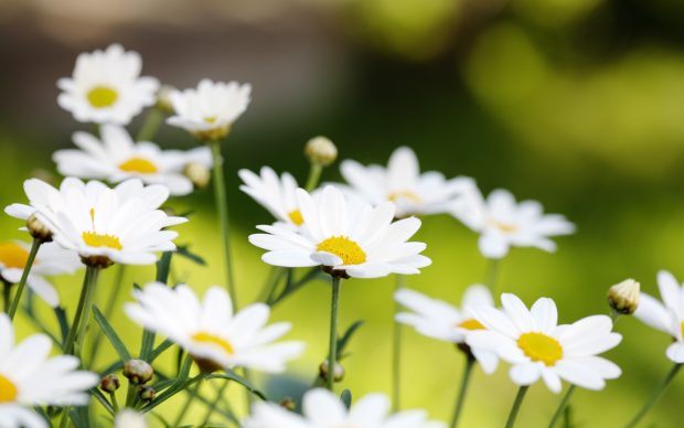 Lovely daisies wallpaper images hd wallpapers.